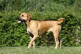 BOERBULL 082